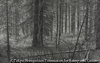 Wald I, positiv