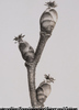 Betnlauae, corylus avellana Haselnuss