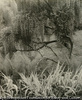 藤春