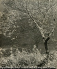 朝