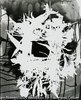 botanicus study 6, 1989