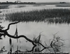 Marshes of Glynn, Sea Island, Georgia