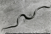 Kapfenberg, 1988