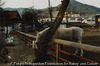 山梨県富士吉田 2009. 1