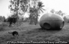 Spaceship with Dog, Nabua, 2008