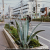 荒川車庫前