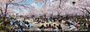 2011年4月10日 台東区浅草