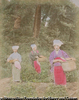 TEA PICKING
