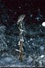 フクロウと雪
