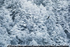 イヌワシ 新雪の樹林帯に上昇気流をもとめる