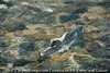 #13 Salmon, Kunashiri Island