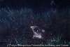 雨の夜に眠るサシバ