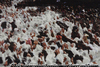 WHITE OUT No.13