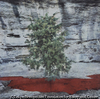 Le Petit Arbre