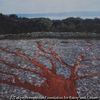 L'ombre de l'arbre