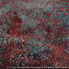 Le Champ de Coquelicots
