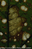 Diseased leaf III