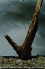 Driftwood II