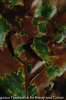 Oak leaf in fall
