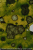 Diseased leaf II