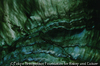 Abalone shell II