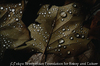 Rain drops on tulip tree leaves