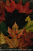A collection of maple leaves in fall