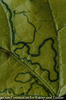 Leaf miner tunnel in a leaf
