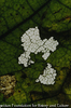 Diseased leaf IV