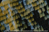 Butterfly wing scales I