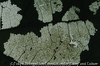 Diseased leaf I