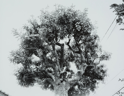 松村 明