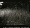 Marsh Grass, Old Saybrook, CT