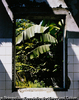 WINDOWS-East Timor, 2000
