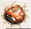 （鳥の巣の中の赤ちゃん）